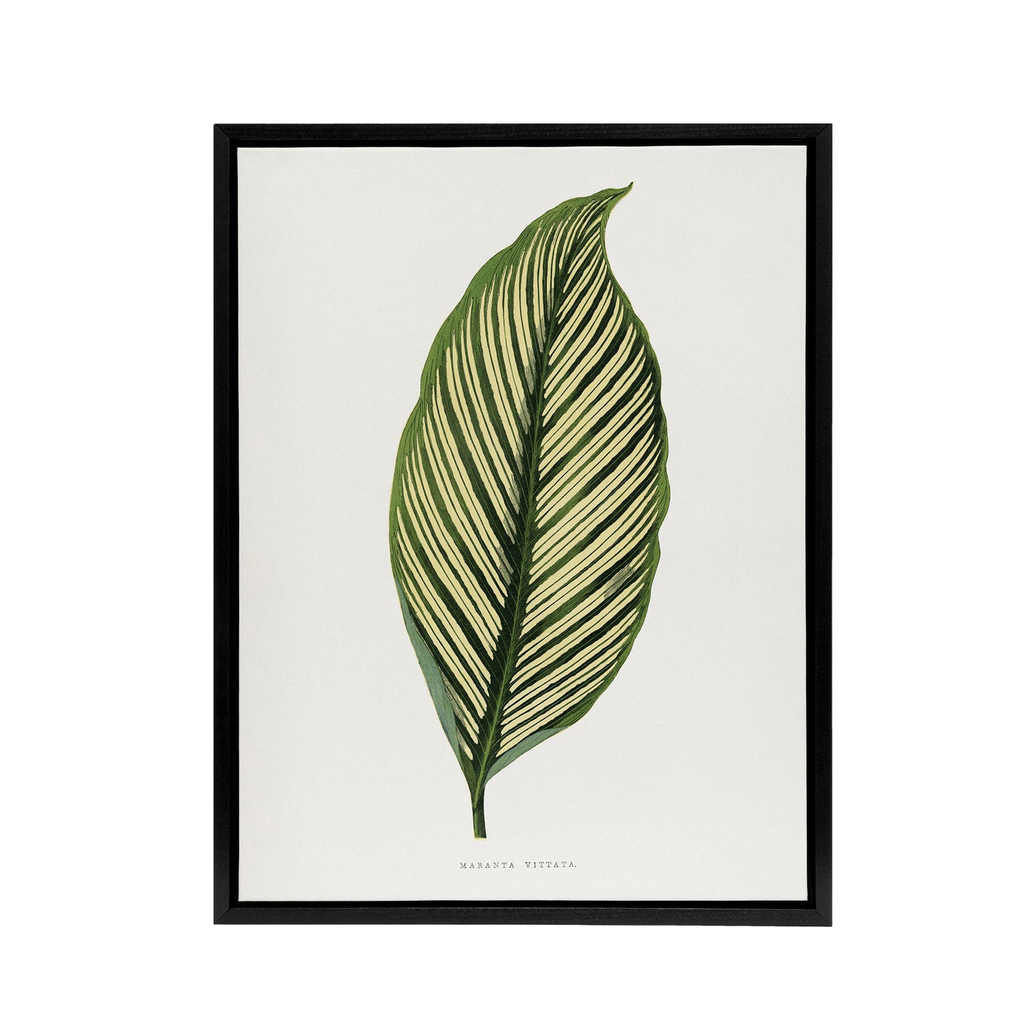 AF Lydon Benjamin Fawcett Maranta Vittata Leaf Black Framed Canvas Art Print