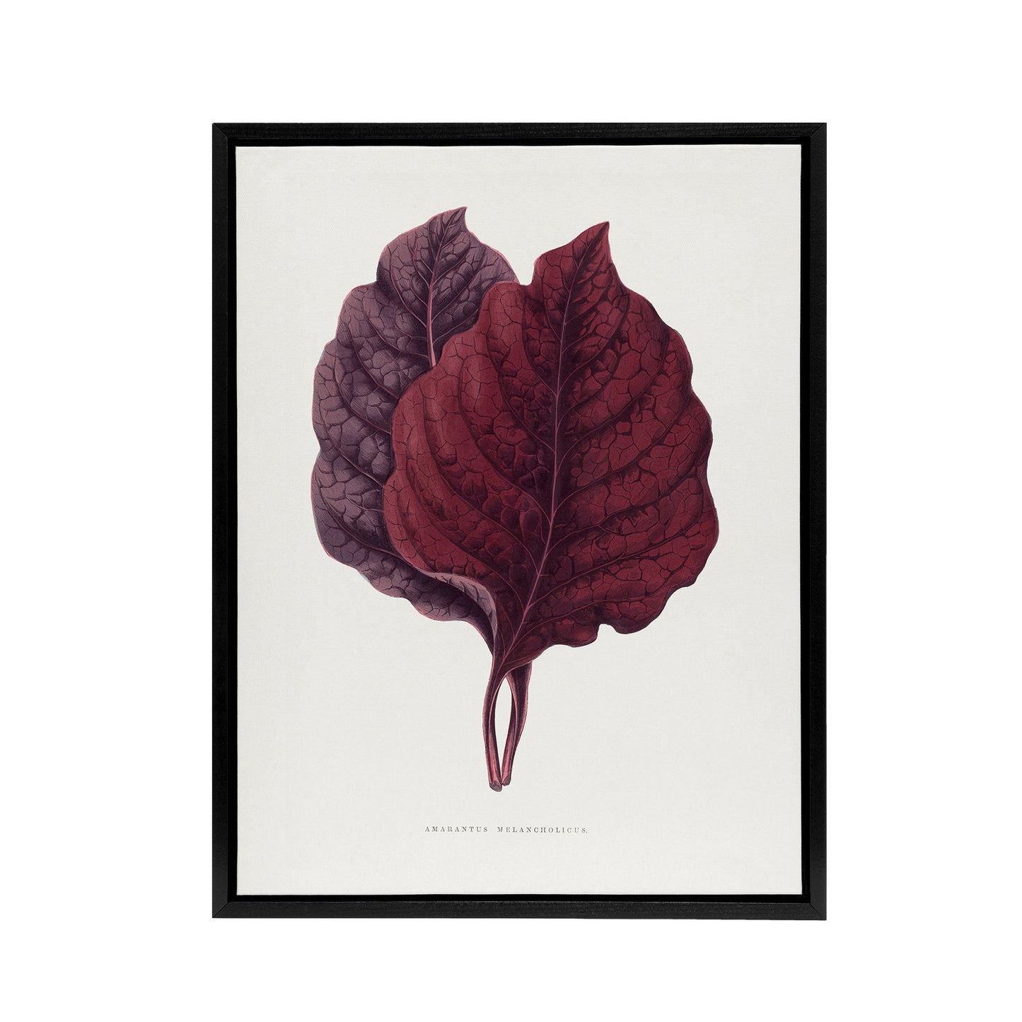 AF Lydon Benjamin Fawcett Red Amaranth Leaf Black Framed Canvas Wall Art Print