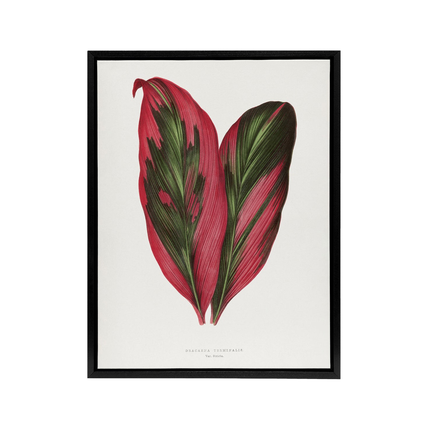 AF Lydon B Fawcett Pink Dracaena Terminalis Leaf Black Framed Canvas Art Print