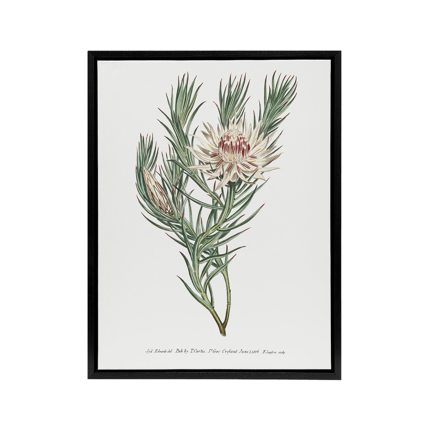 Francis Sansom Dagger Leaf Sugarbush Flower Bloom Black Framed Canvas Art Print