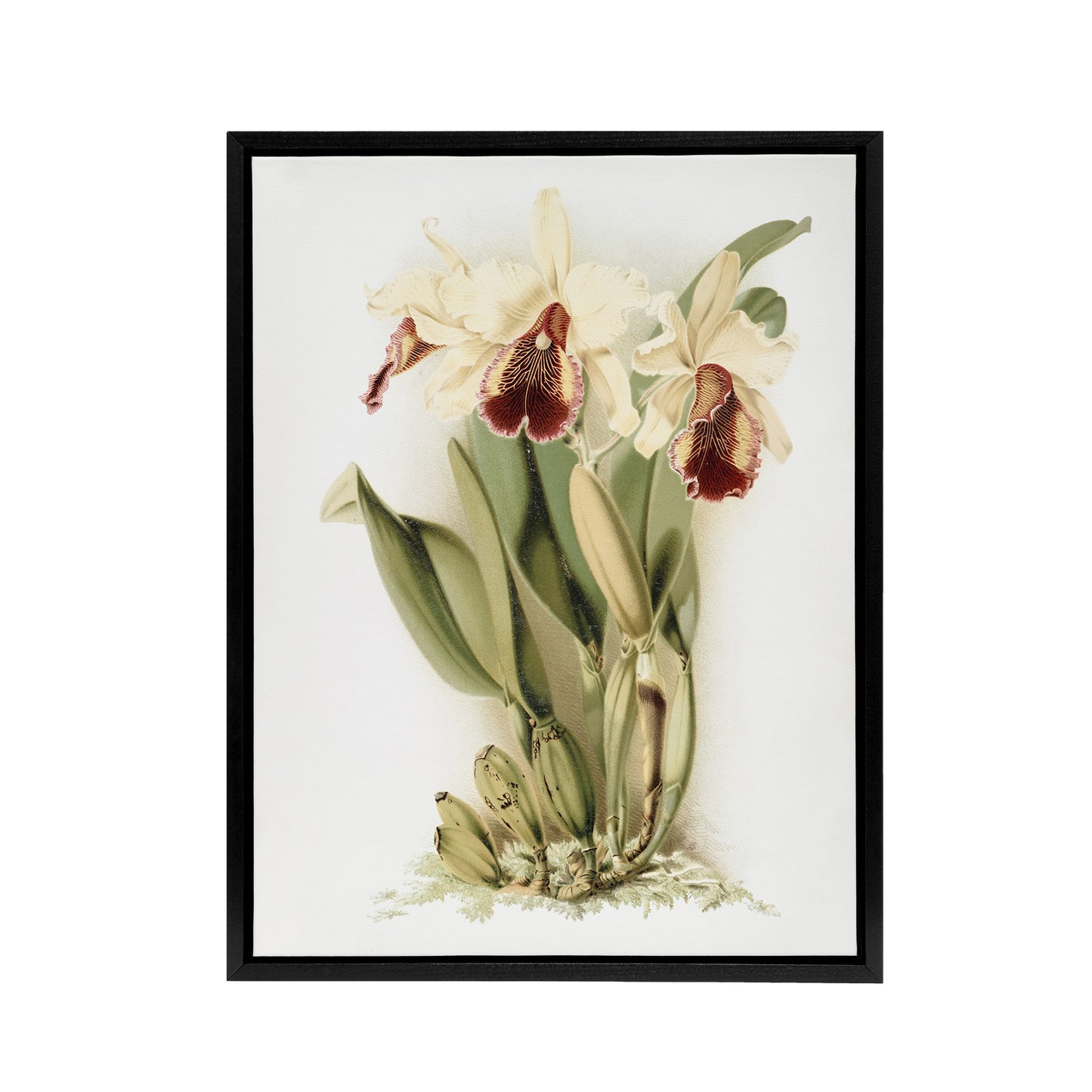 Frederick Sander Cattleya Aurea Orchid Flowers Black Framed Canvas Art Print
