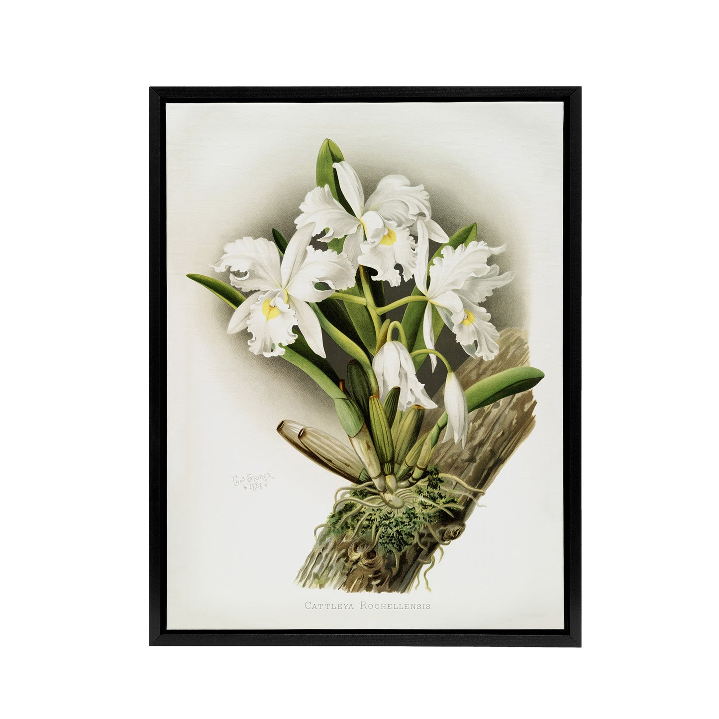 Frederick Sander Cattleya Rochellensis Orchid Flowers Black Framed Canvas Art