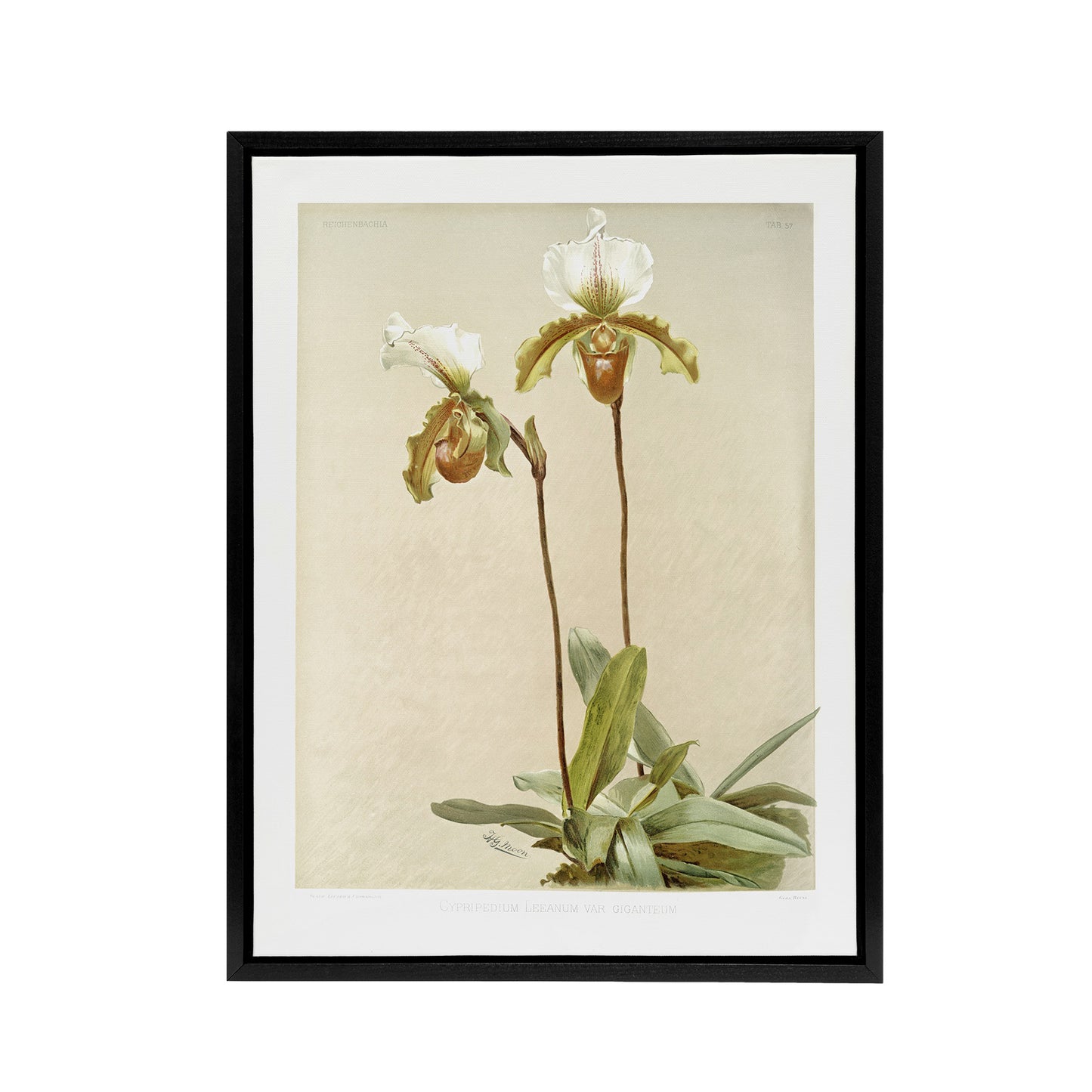 F Sander Cypripedium Leeanum Var Giganteum Orchid Black Framed Canvas Art Print