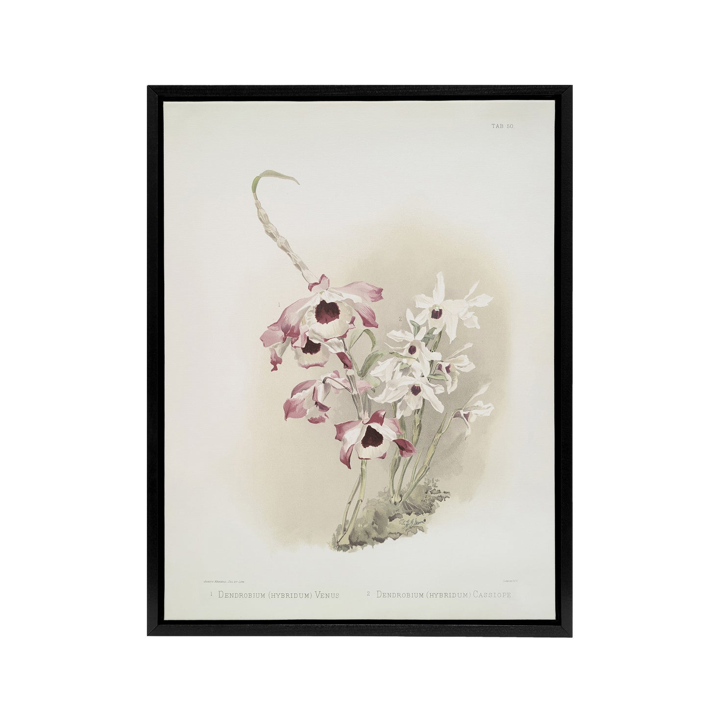 Frederick Sander Dendrobium Venus And Cassiope Orchid Black Framed Canvas Art