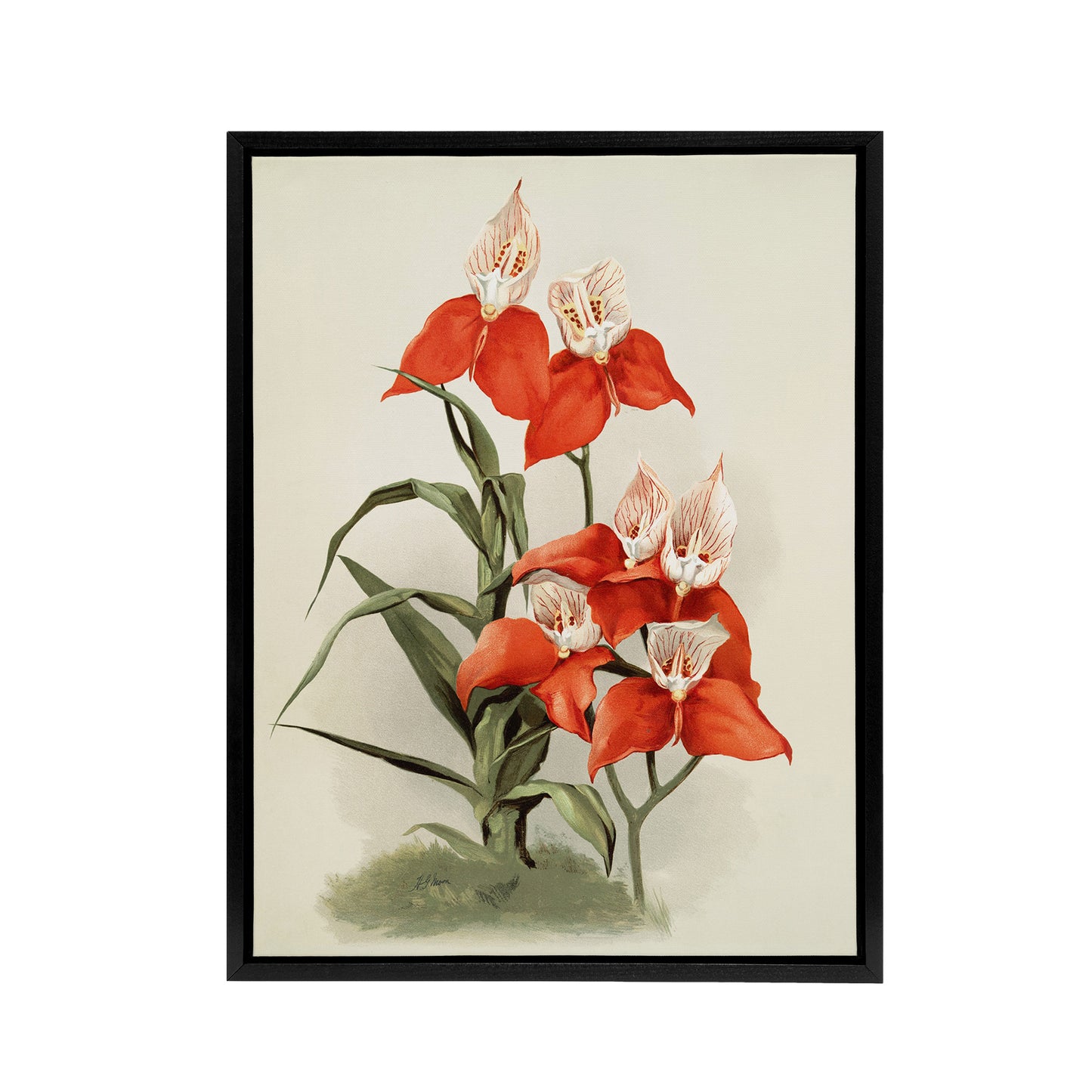 Frederick Sander Disa Grandiflora Orchid Flowers Black Framed Canvas Art Print