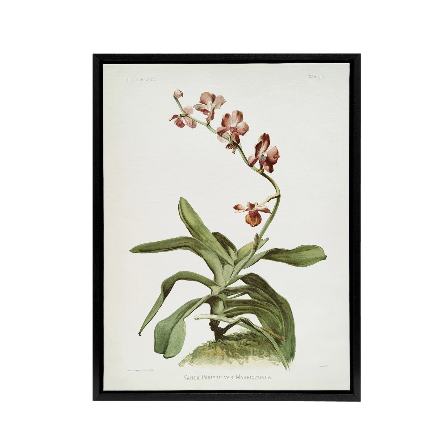 F Sander Marriotts Phalaenopsis Orchid Flowers Black Framed Canvas Art Print