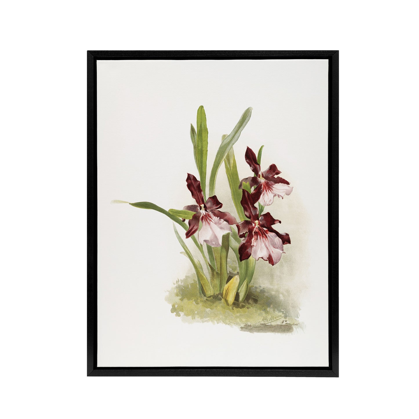 Frederick Sander Miltonia Moreliana Orchid Flowers Black Framed Canvas Art