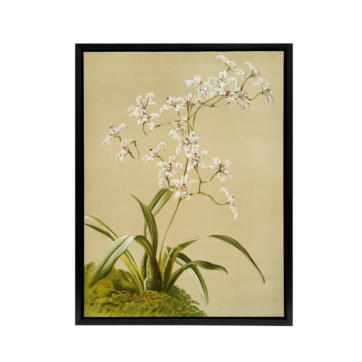 Frederick Sander Odontoglossum Ramosissimum Orchid Black Framed Canvas Art