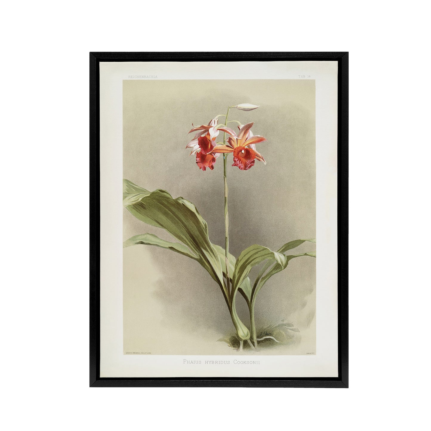 F Sander Phaius Hybridus Cooksonii Orchid Flowers Black Framed Canvas Art Print
