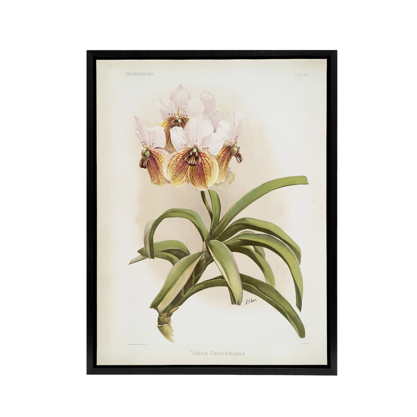 Frederick Sander Vanda Sanderiana Orchid Flowers Black Framed Canvas Art Print