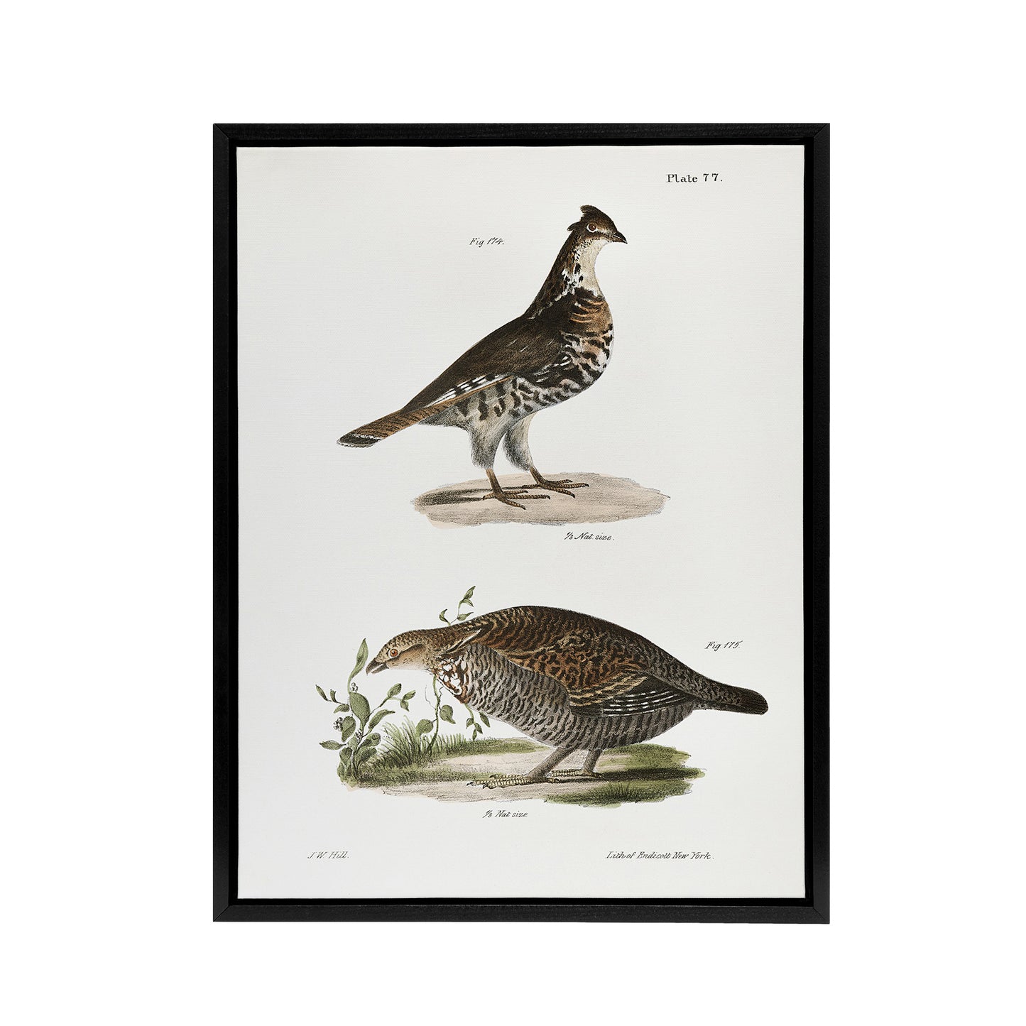 James De Kay Partridge and Pinnated Grouse Black Framed Canvas Wall Art Print