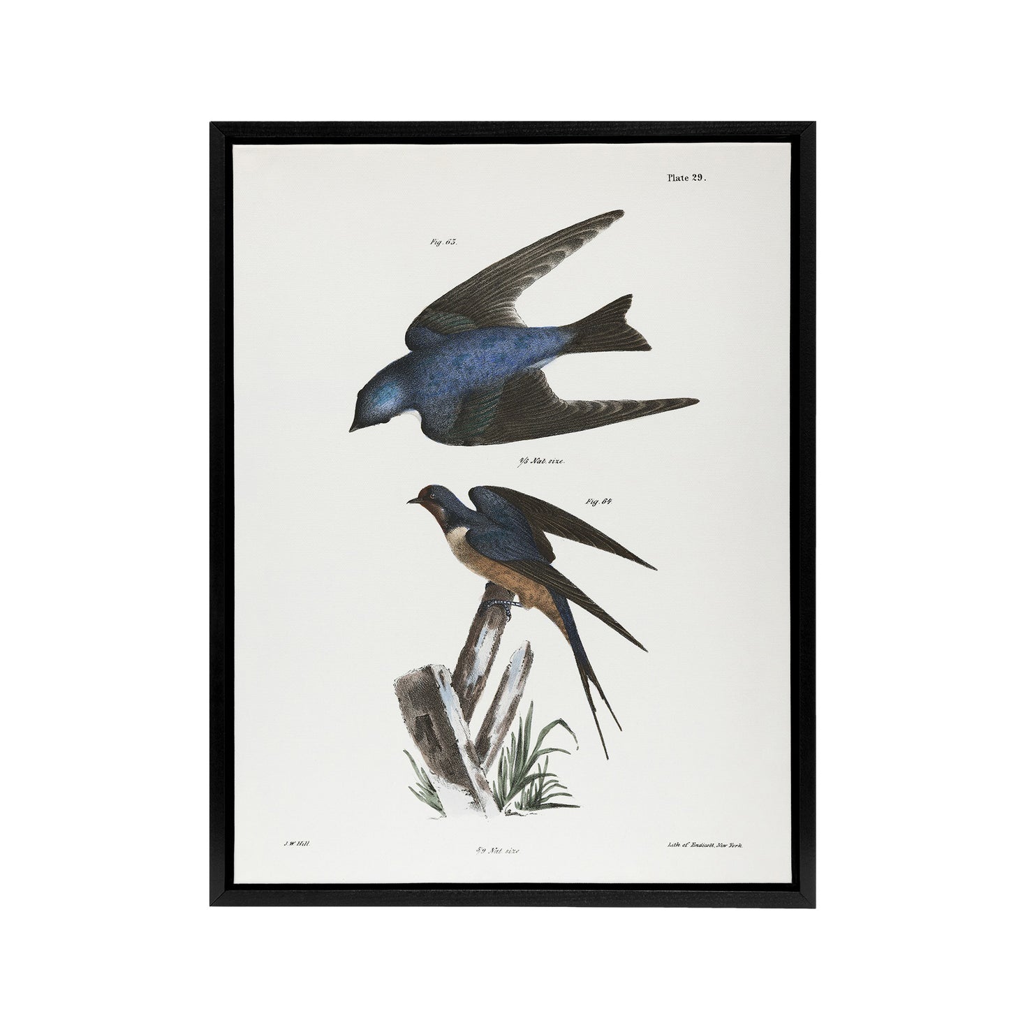 James De Kay White Bellied and Barn Swallow Black Framed Canvas Wall Art Print