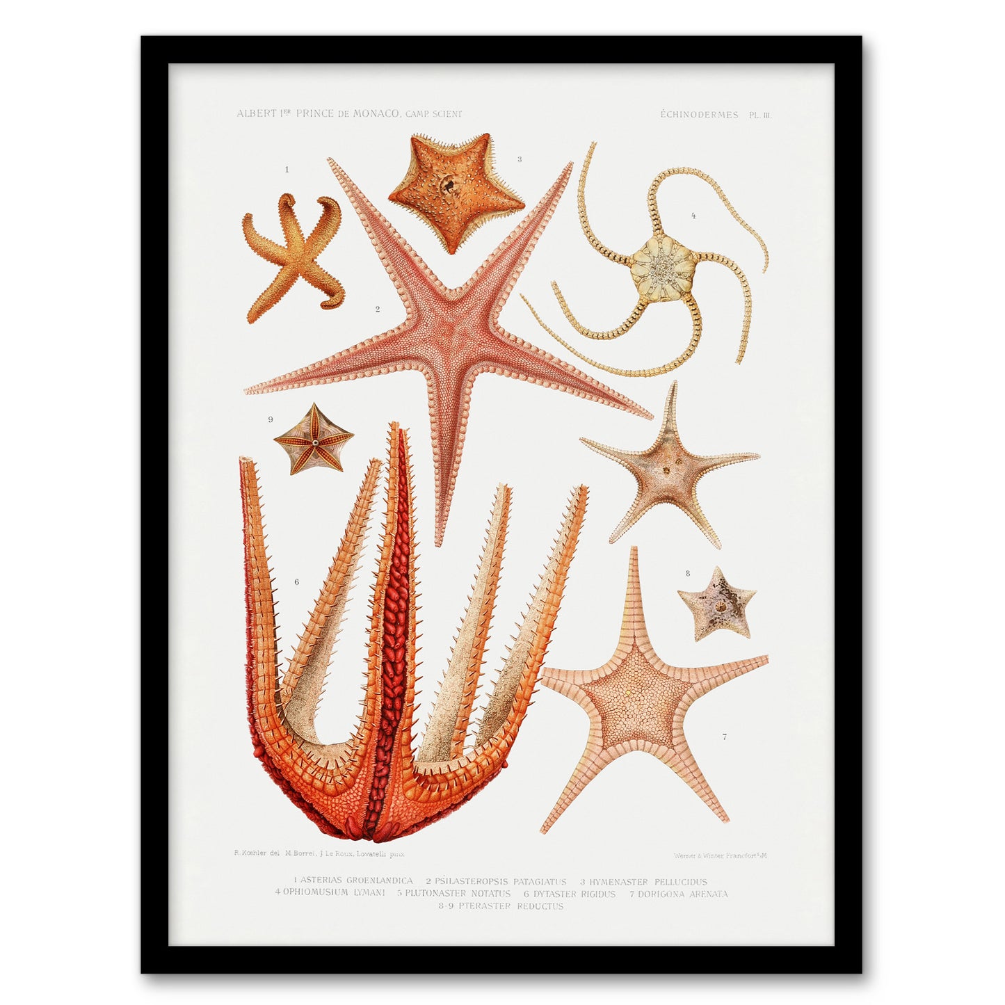 Vintage Marine Life Starfish Species Biodiversity Framed Wall Art Print