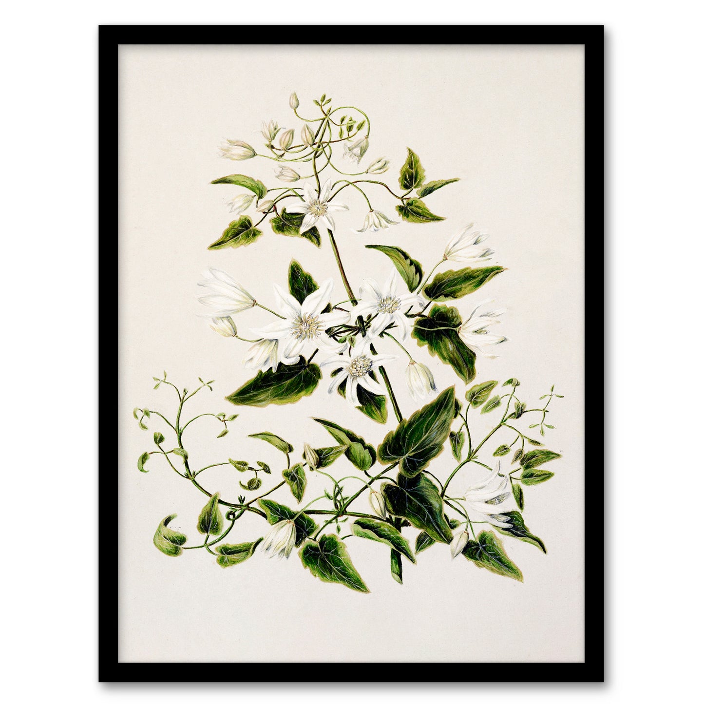 Sarah Featon Framed Wall Art New Zealand Pikiarero White Clematis Flowers