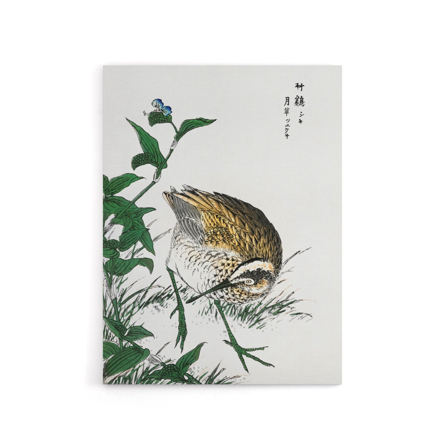 Greenshank and Bupleurum Japanese Canvas Wall Art Print Kashu