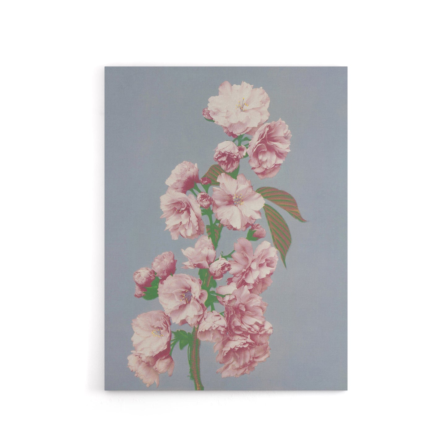 Cherry Blossom Flower Bloom Canvas Wall Art Print Ogawa Kazumasa