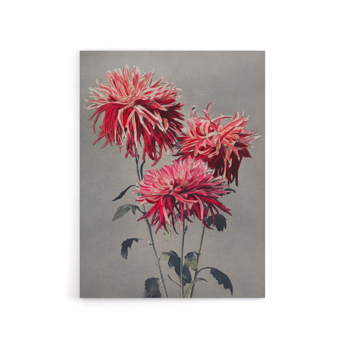 Pink Chrysanthemum Flowers Canvas Wall Art Print Ogawa Kazumasa