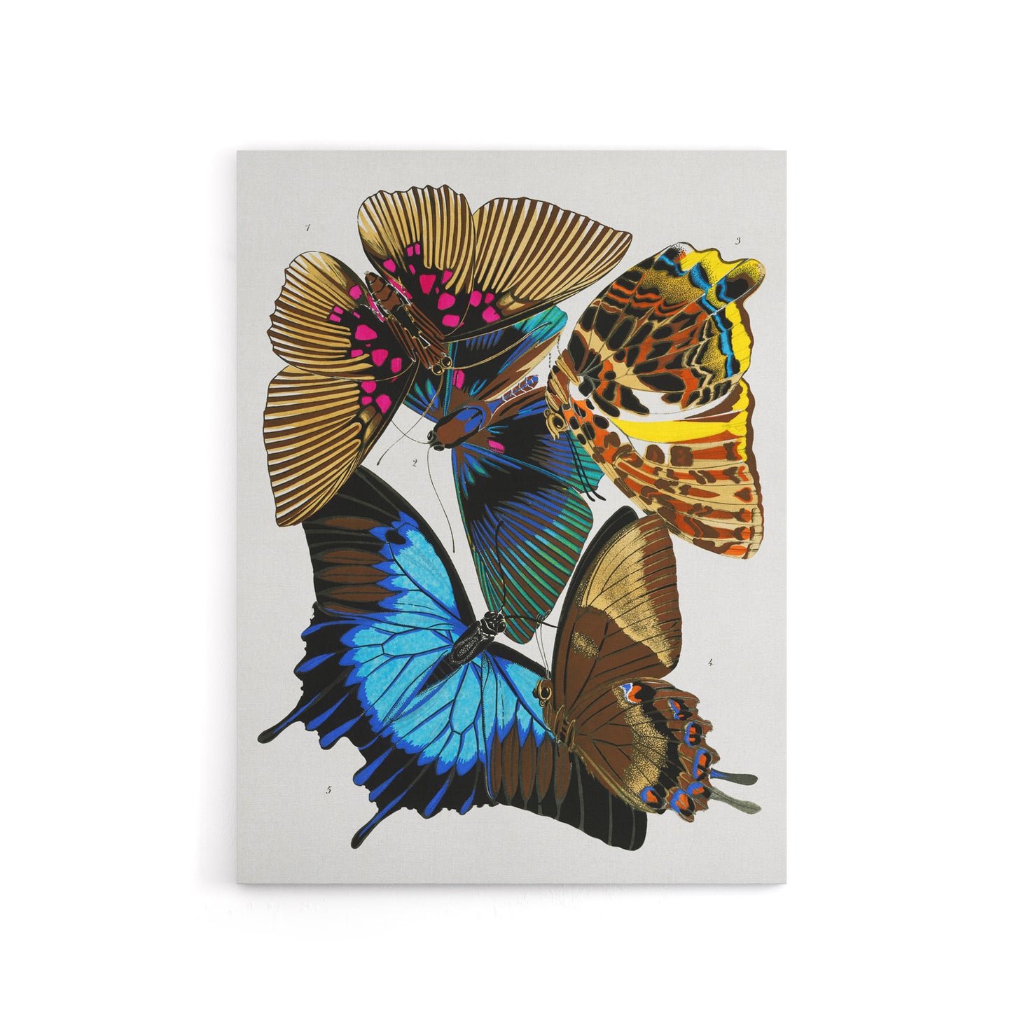 Colourful Vintage Butterflies Canvas Wall Art Print Eugene Seguy