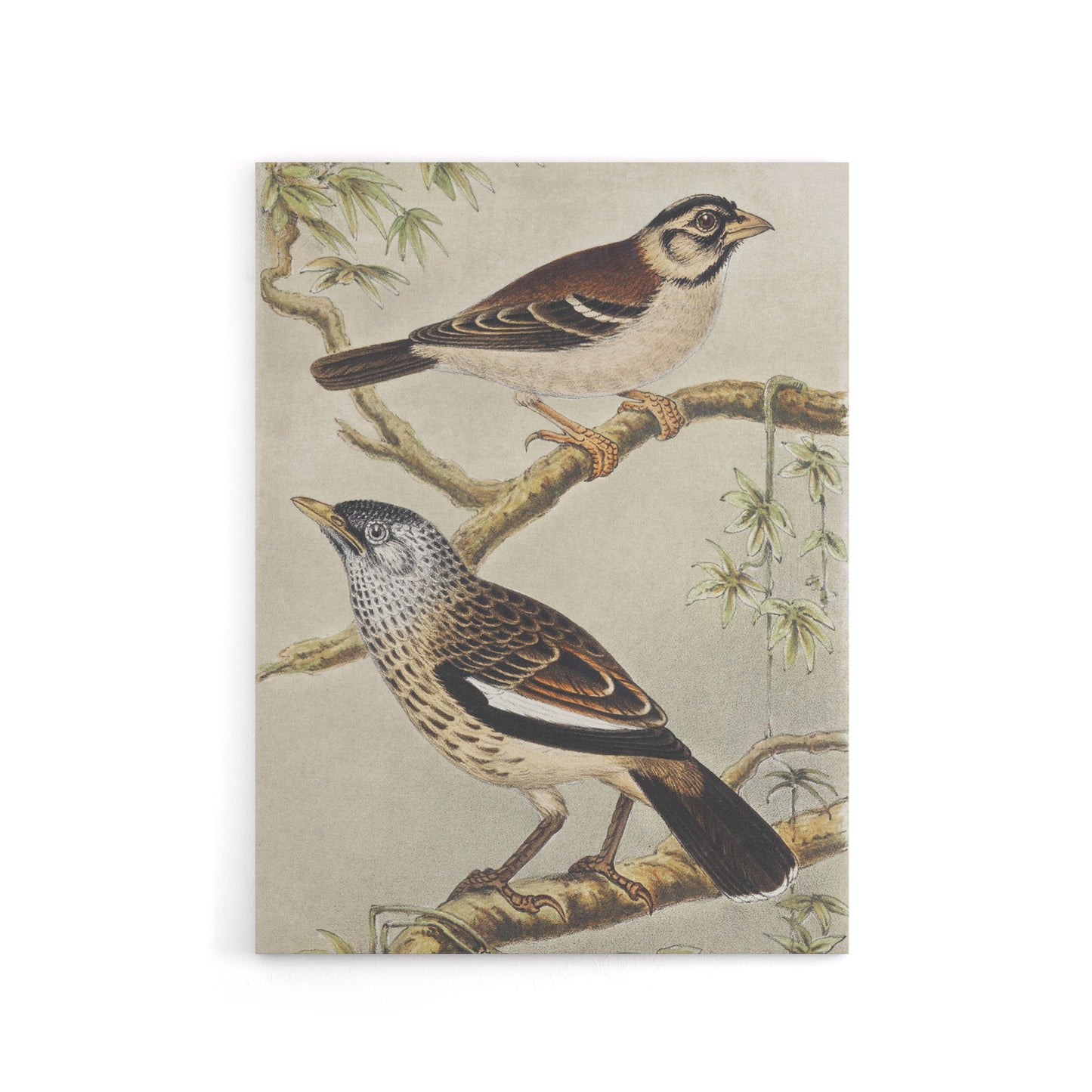 Two Birds on Tree Branches Canvas Wall Art Print van Hoytema