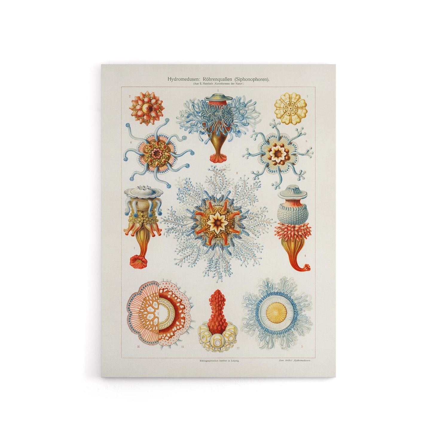 Marine Jellyfish in sea colourful Haeckel Vintage Canvas Wall Art
