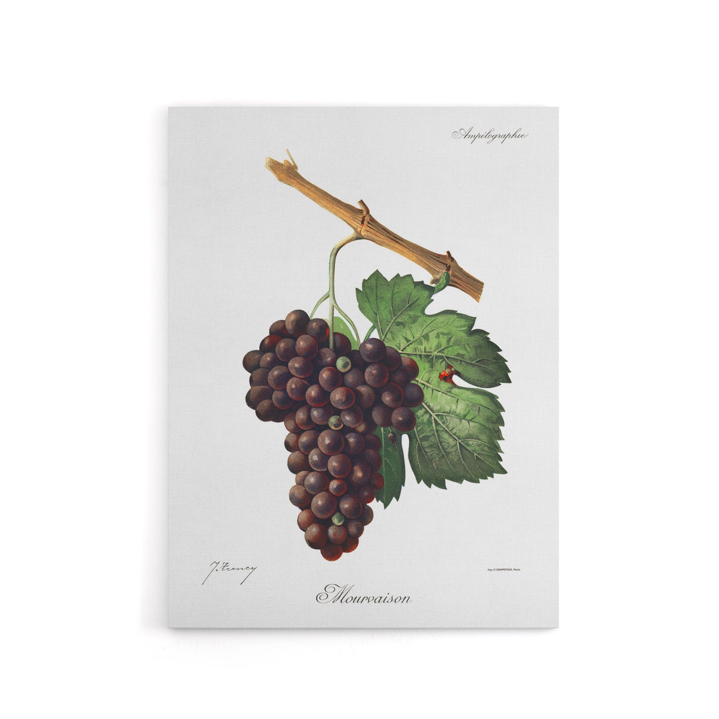 Wine Grapes Mourvaison Ampelography Troncy Canvas Wall Art