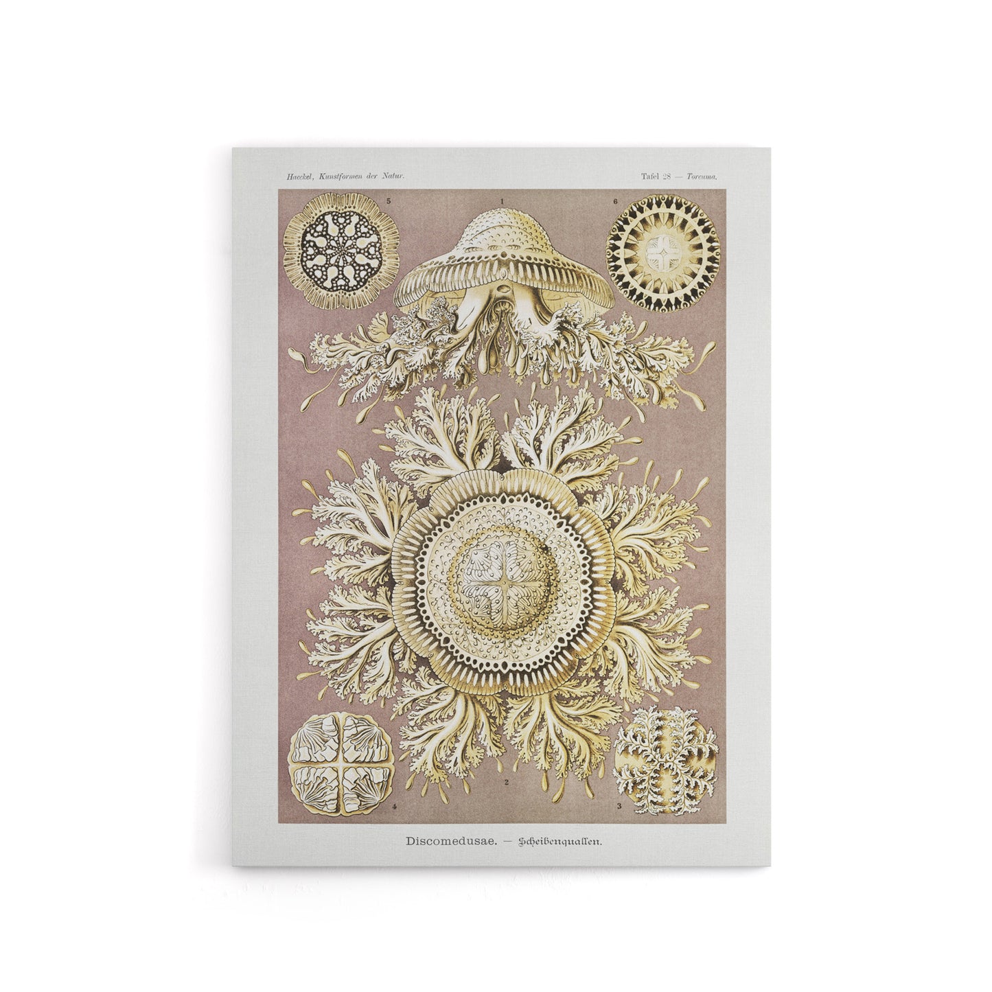 Jellyfish Discomedusae Vintage Haeckel Canvas Wall Art