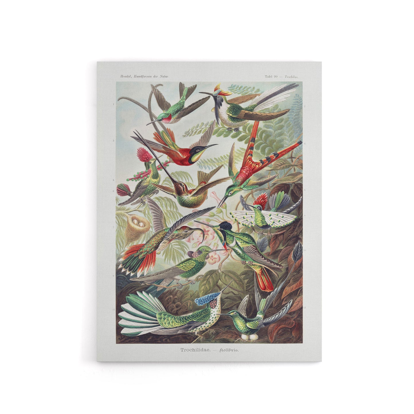 Kolibri Birds Hummingbird Species Haeckel Canvas Wall Art