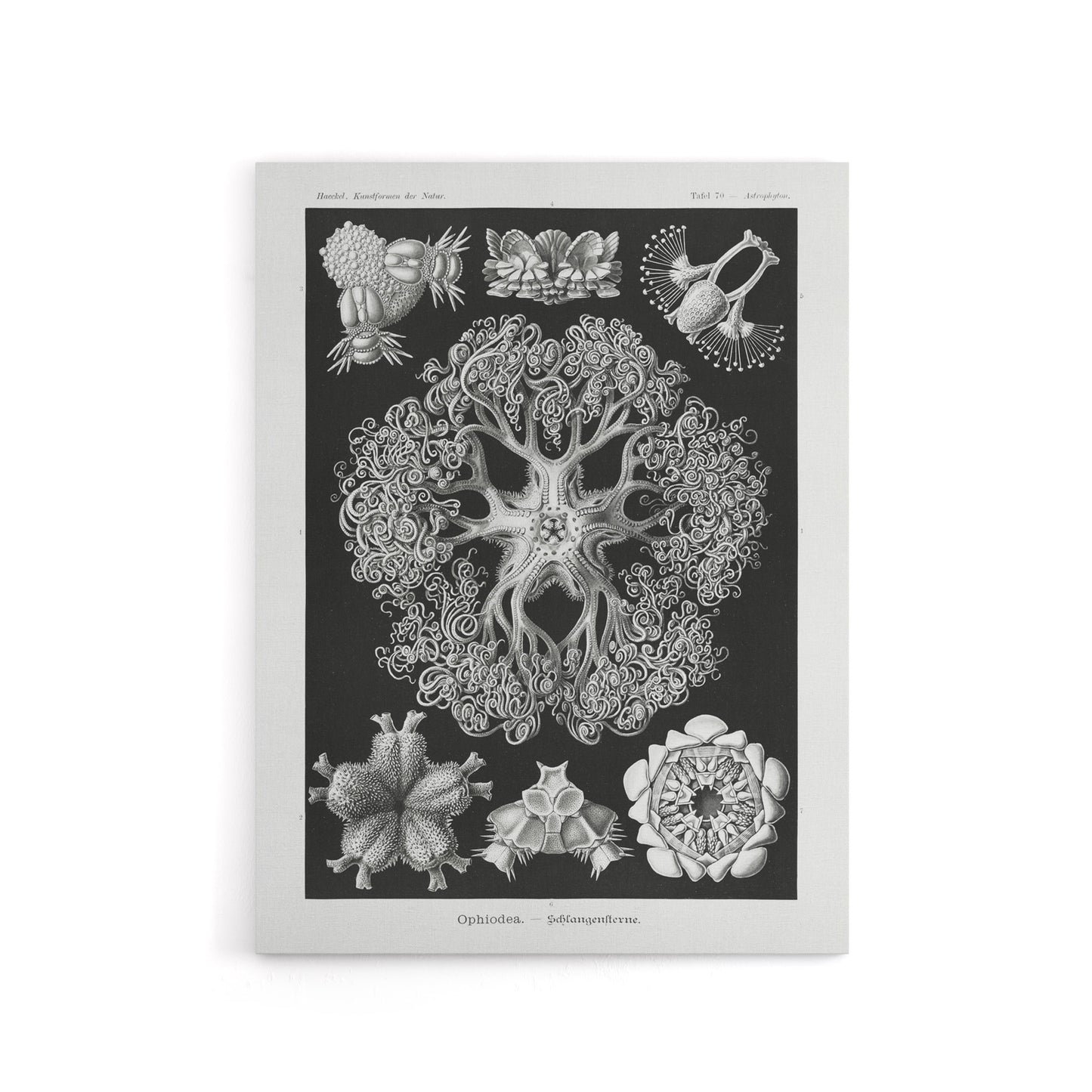 Ophiodea Brittle Stars Haeckel Botanical Canvas Wall Art