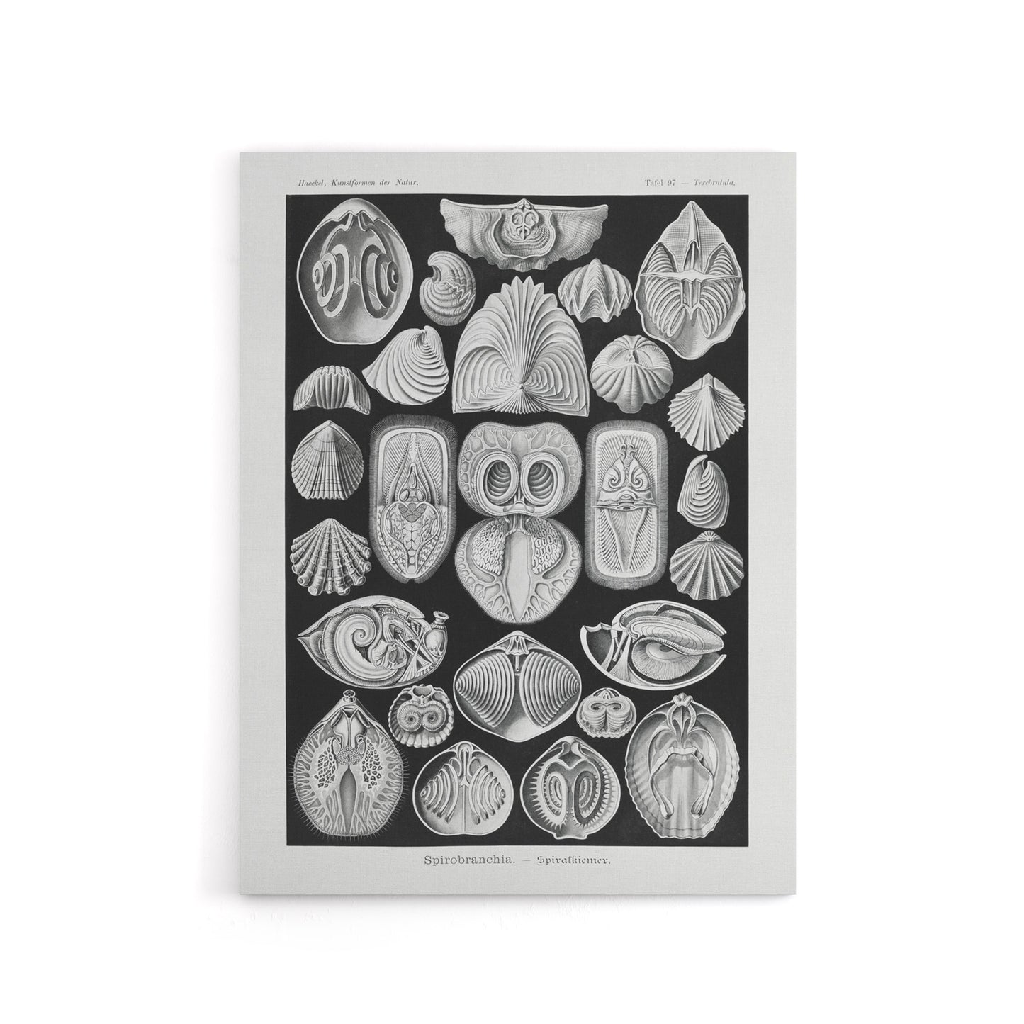Spirobranchus Vintage Marine Life Haeckel Canvas Wall Art