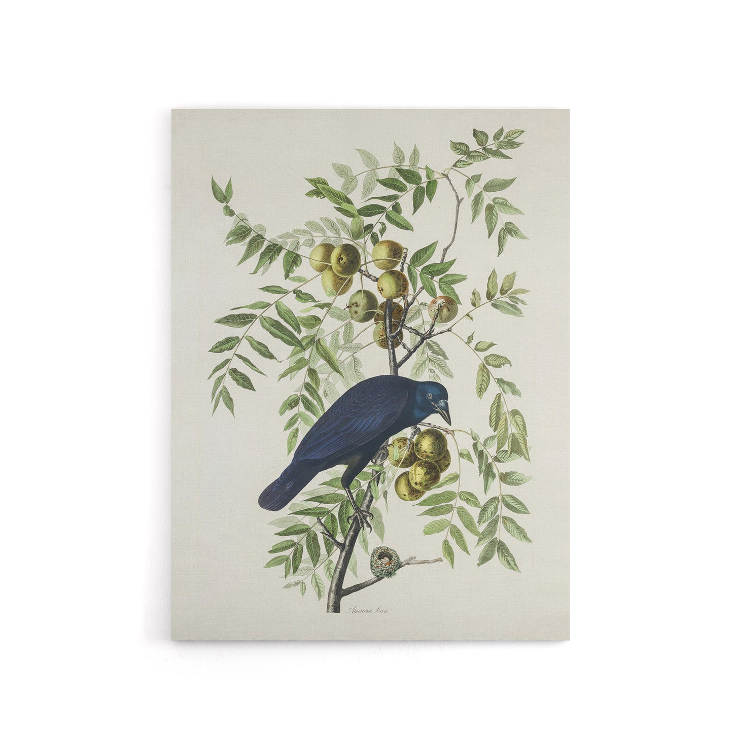 American Crow on Walnut Tree Audubon Nature Canvas Wall Art