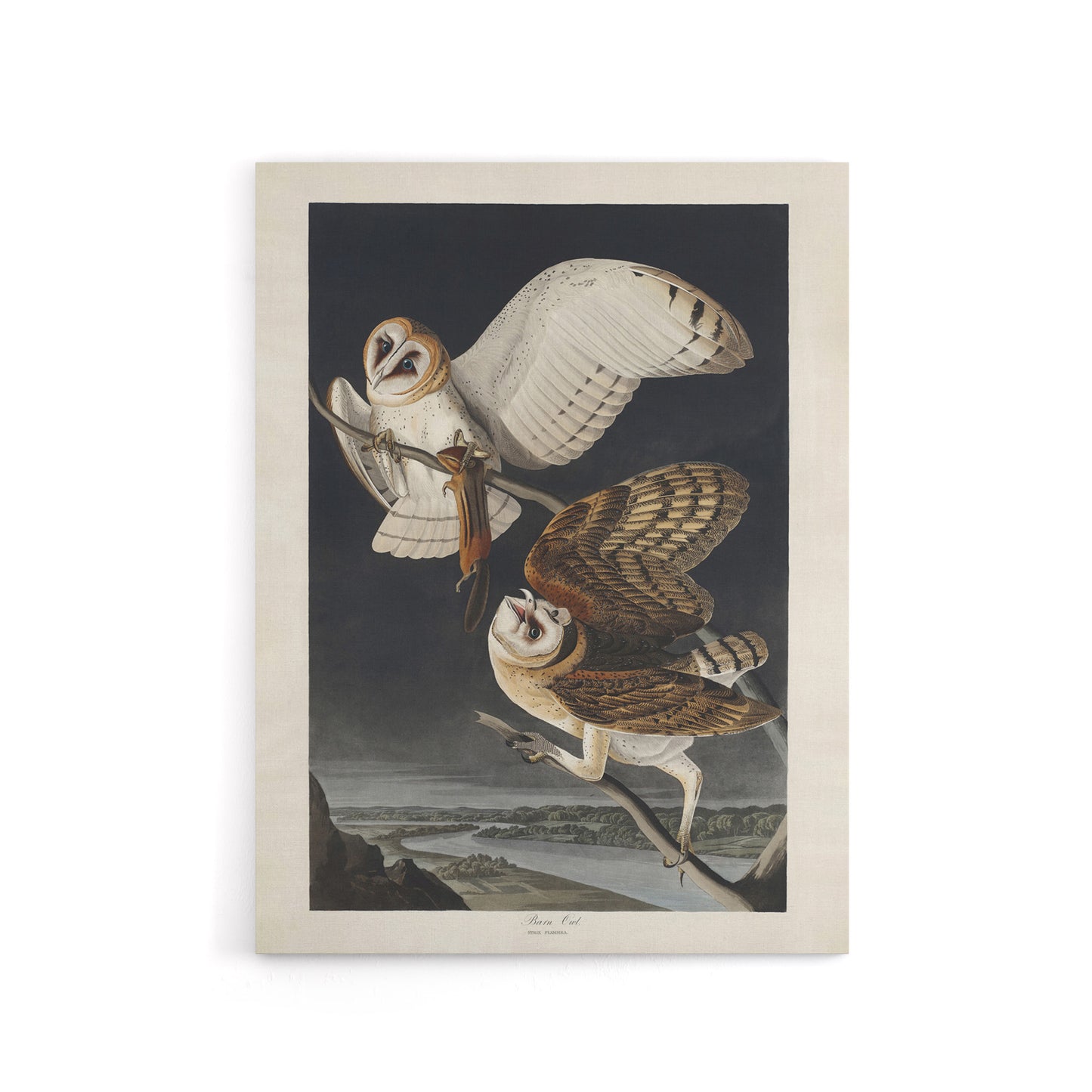 Birds of America Barn Owl Audubon Nature Canvas Wall Art