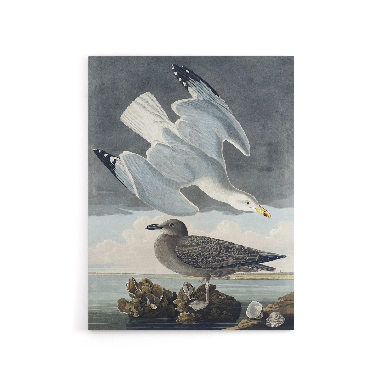 Birds of America Herring Gull Audubon Nature Canvas Wall Art