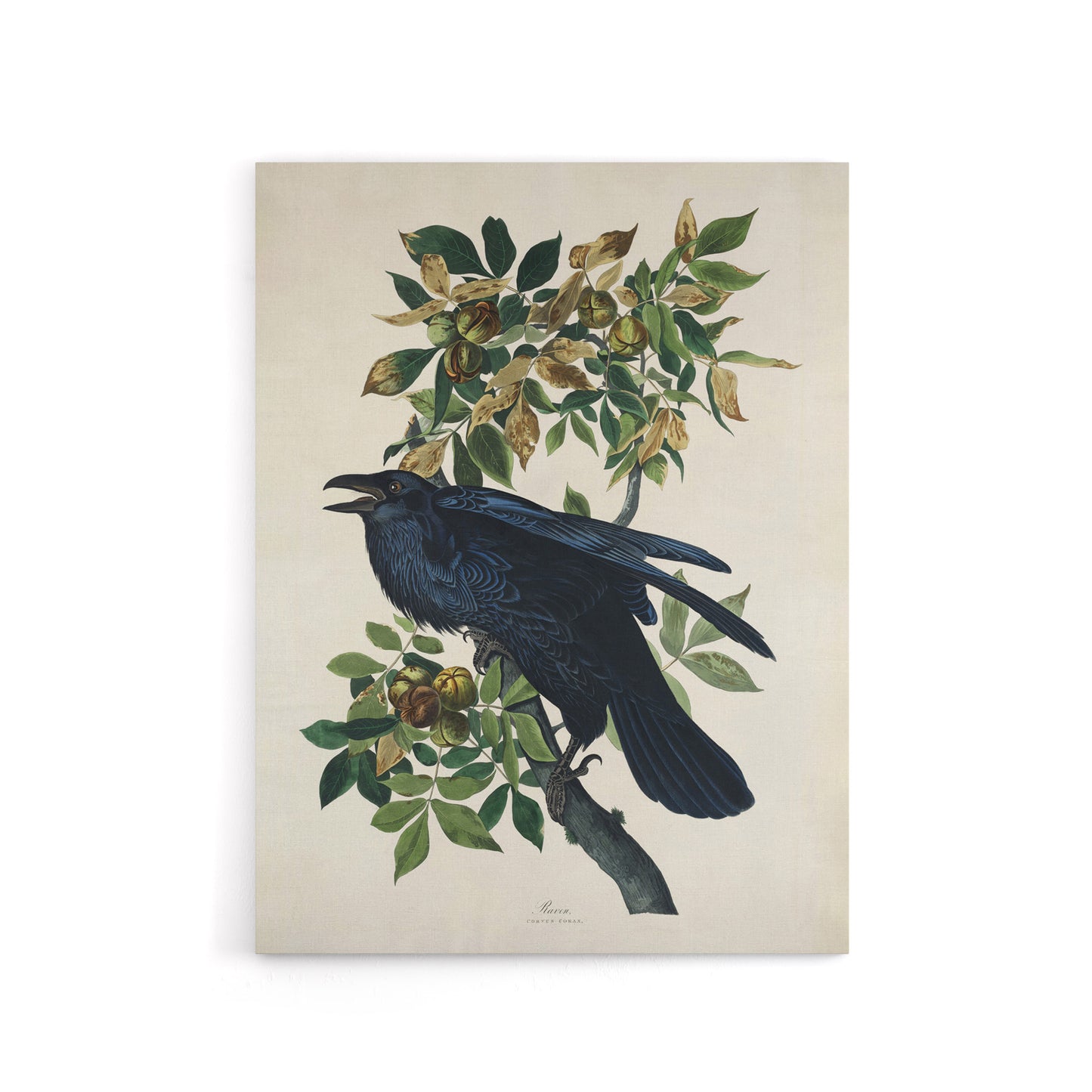 Birds of America Raven Audubon Nature Canvas Wall Art
