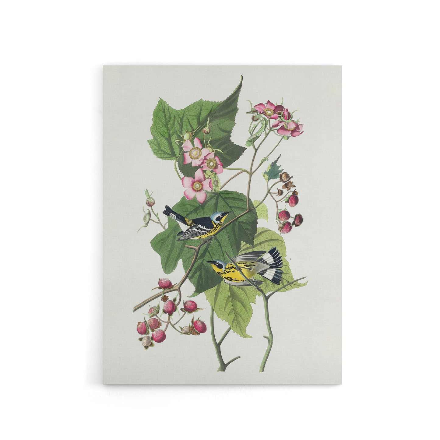 Black and Yellow Warblers Audubon Nature Canvas Wall Art