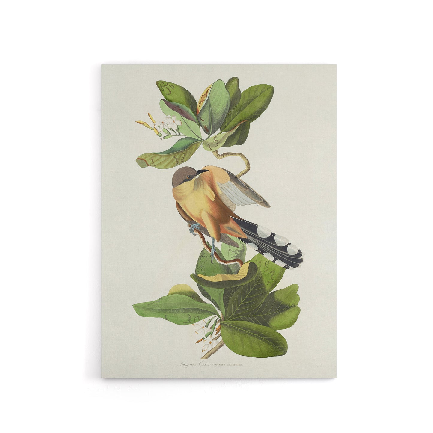 Mangrove Cuckoo Apple Flower Audubon Nature Canvas Wall Art