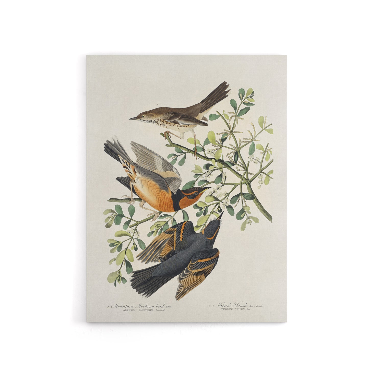Mountain Mocking Bird and Thrush Audubon Nature Canvas Wall Art