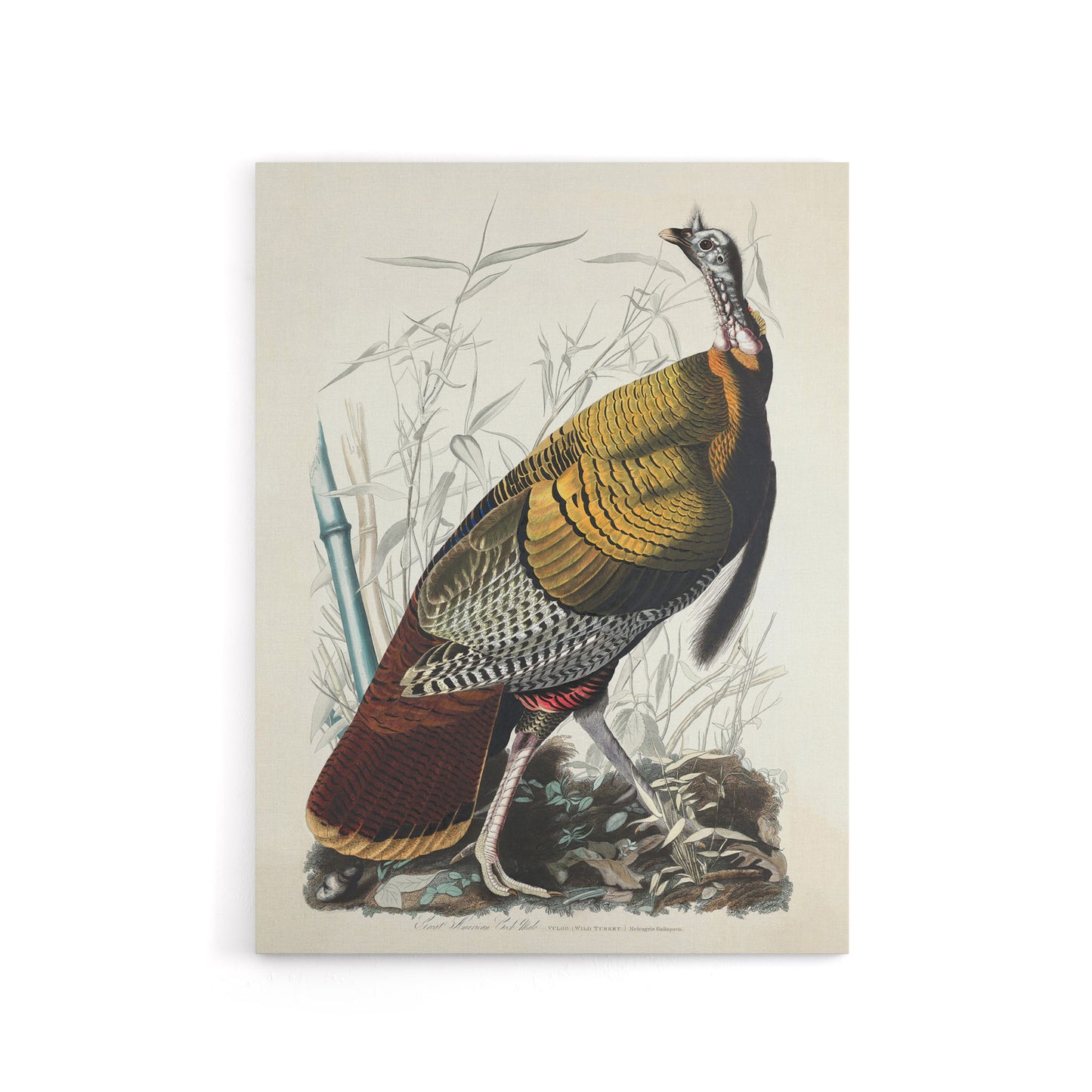 Birds of America Wild Turkey Audubon Nature Canvas Wall Art