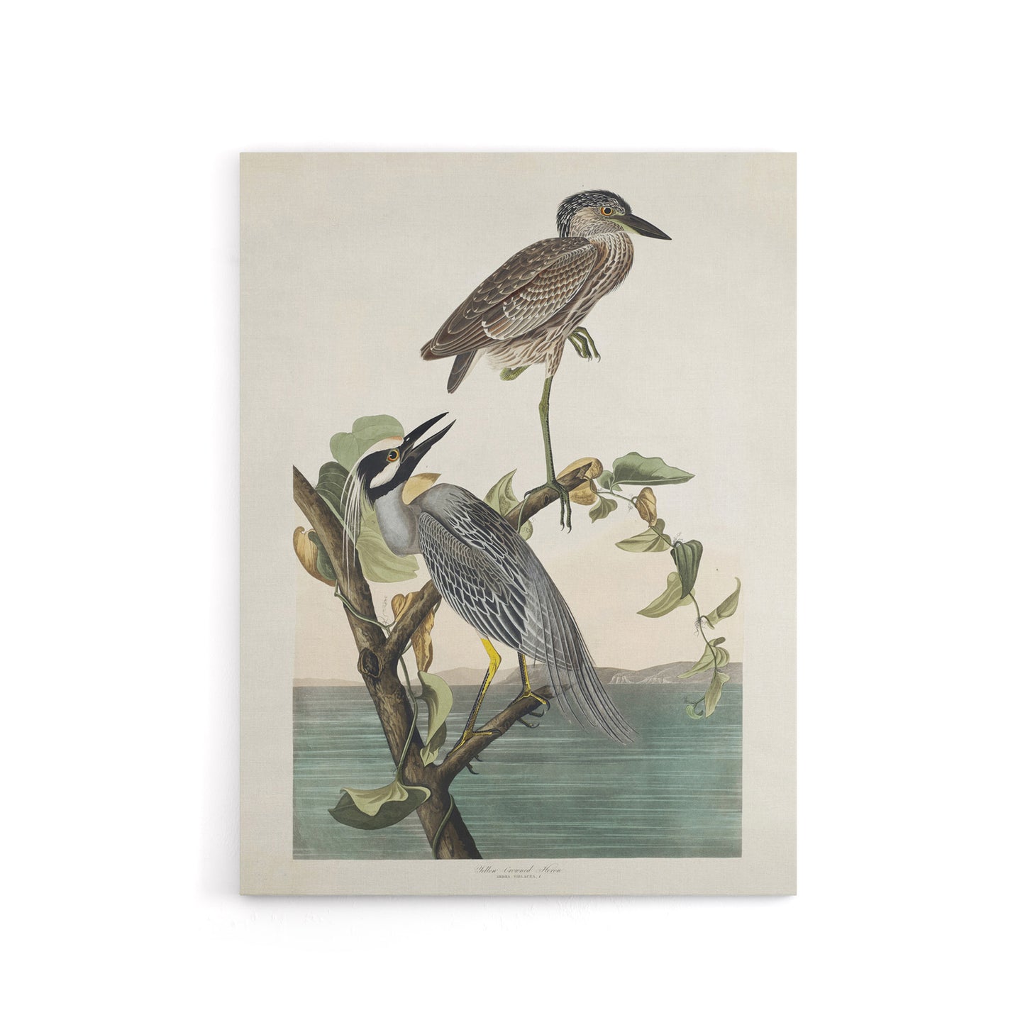 Yellow Crowned Heron Audubon Nature Canvas Wall Art