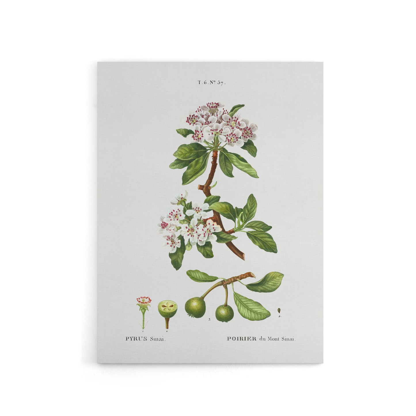 Almond Leaved Pear Tree Redoute Vintage Canvas Wall Art