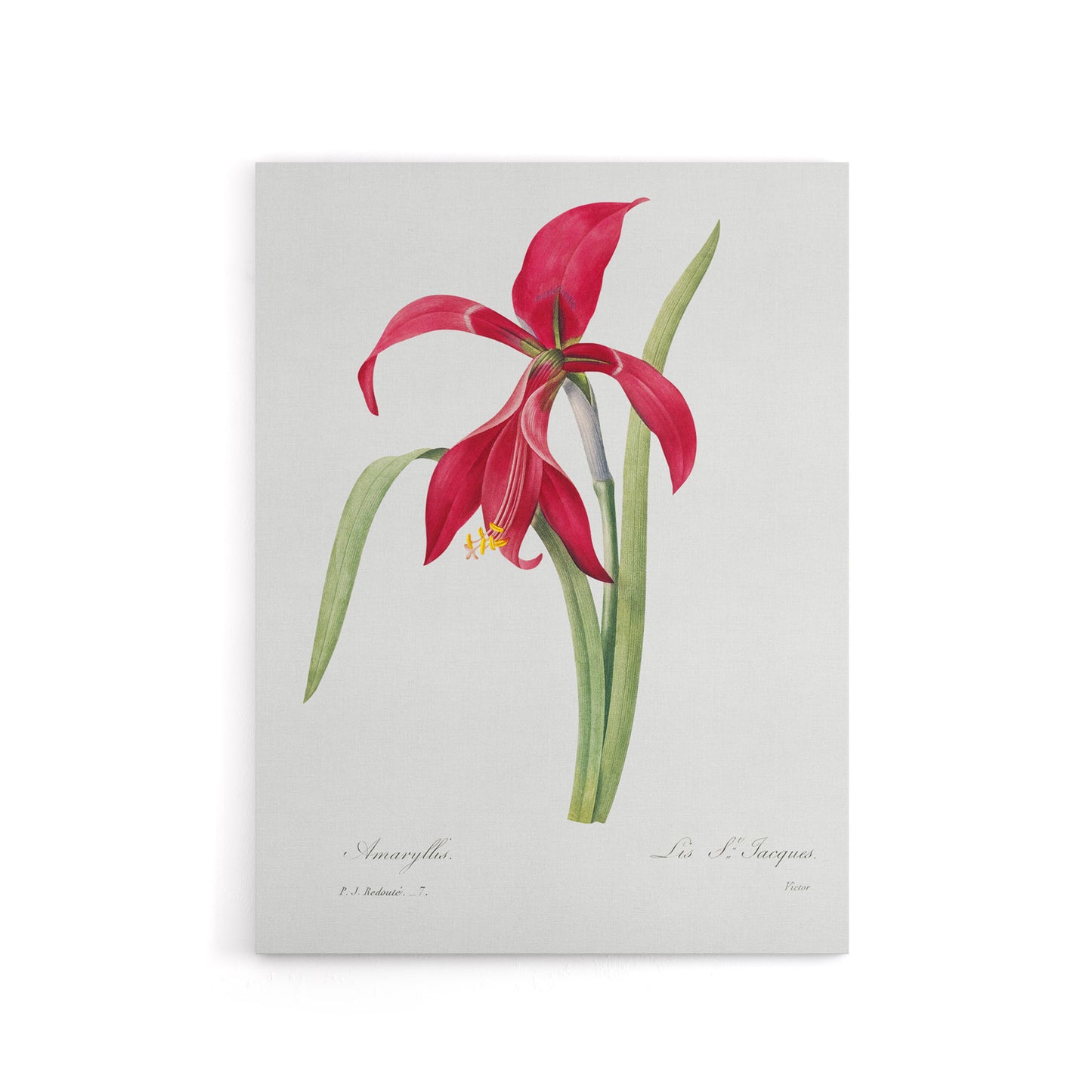 Amaryllis Flower Floral Redoute Vintage Canvas Wall Art