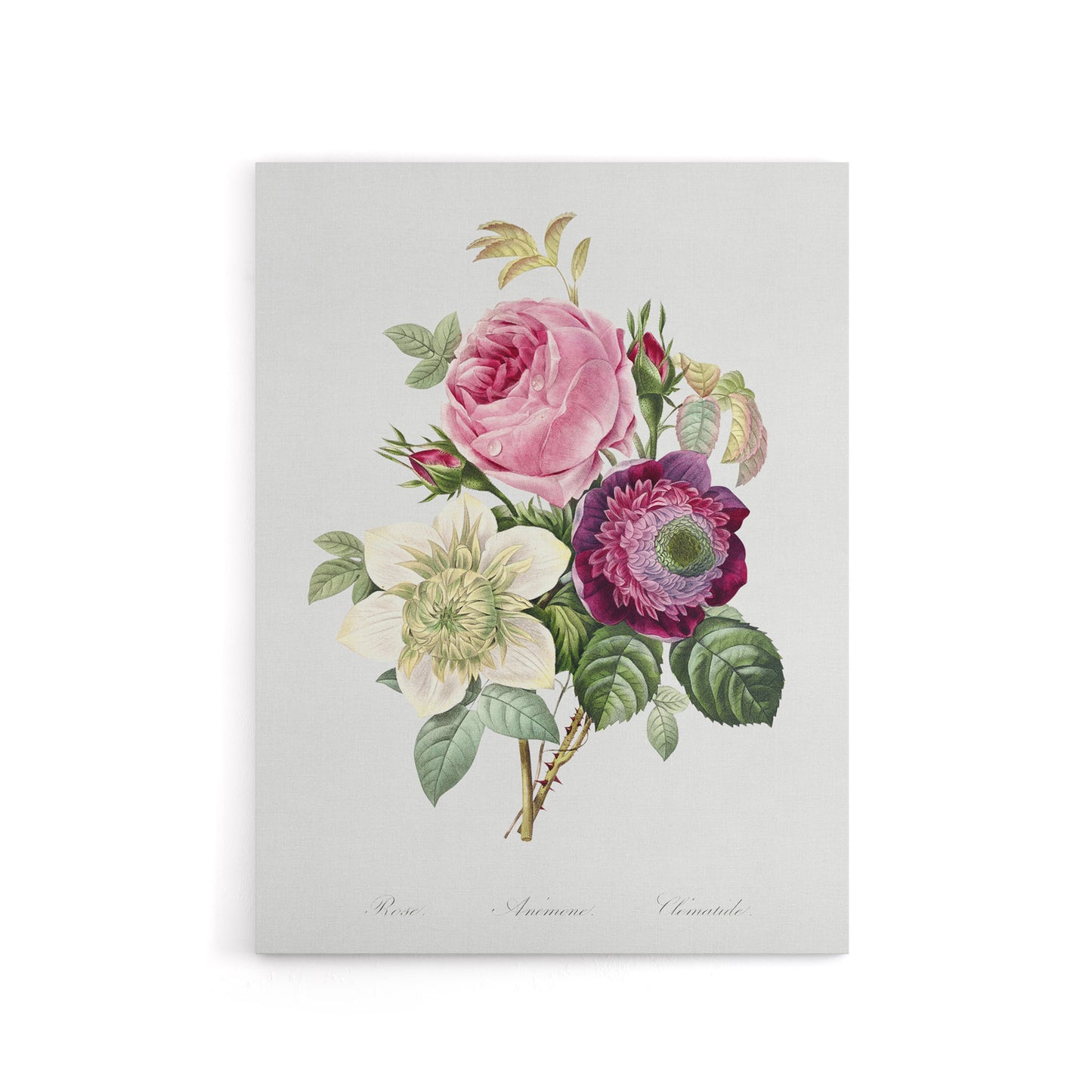 Anemone and Cabbage Rose Flower Redoute Vintage Canvas Wall Art