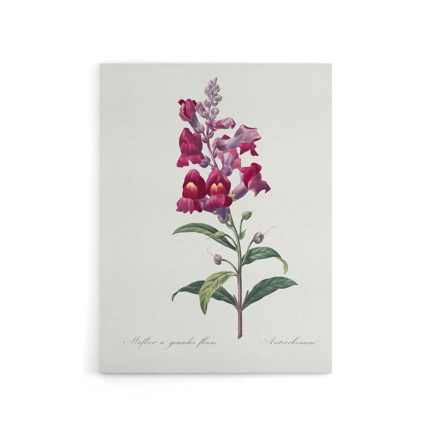 Antirrhinum Dragon Flowers Redoute Vintage Canvas Wall Art