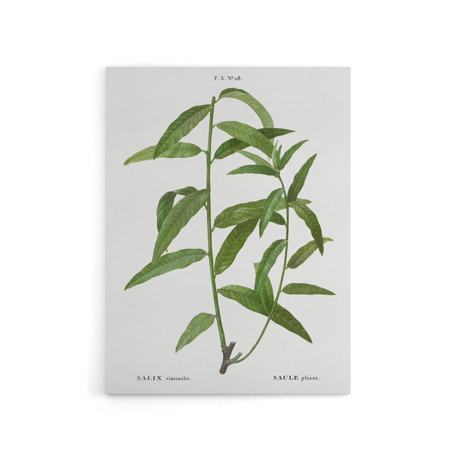 Basket Willow Botanical Redoute Vintage Canvas Wall Art