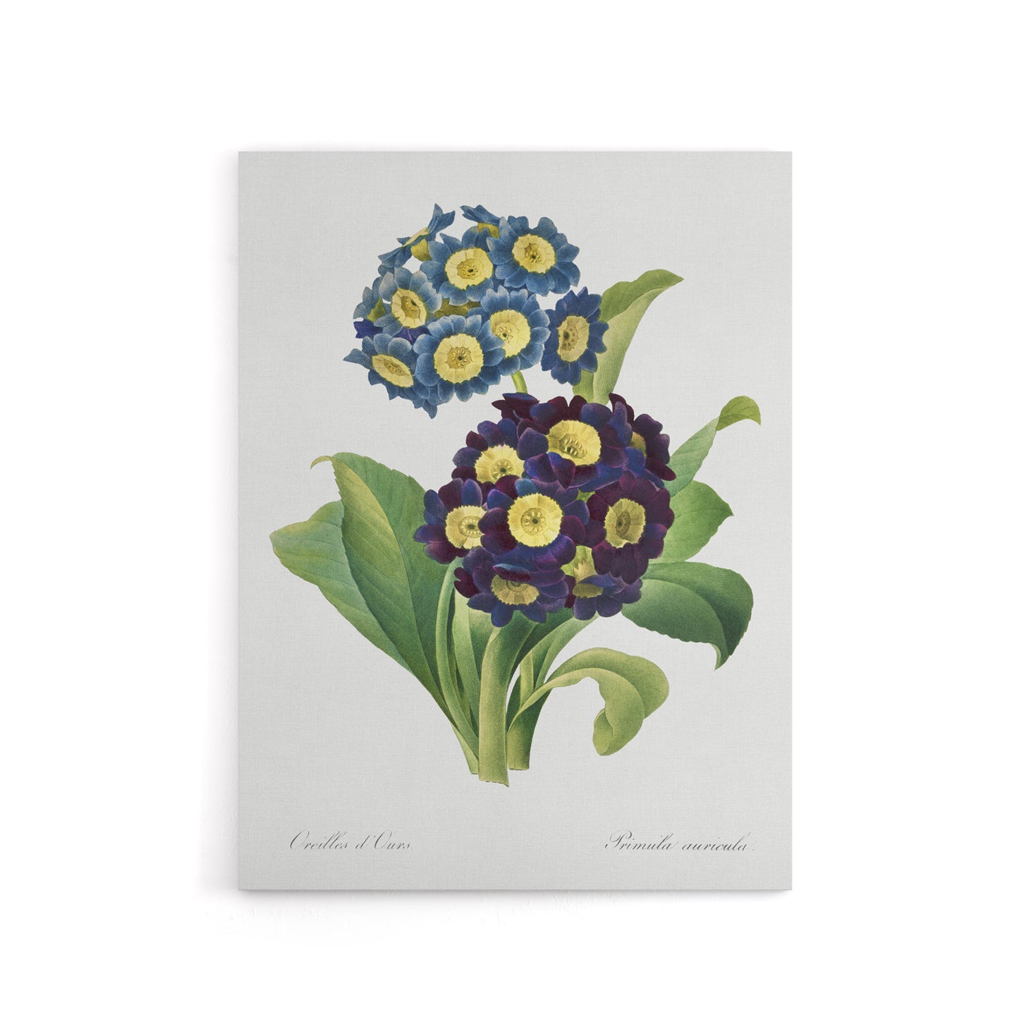 Floral Primula Auricula Redoute Vintage Canvas Wall Art