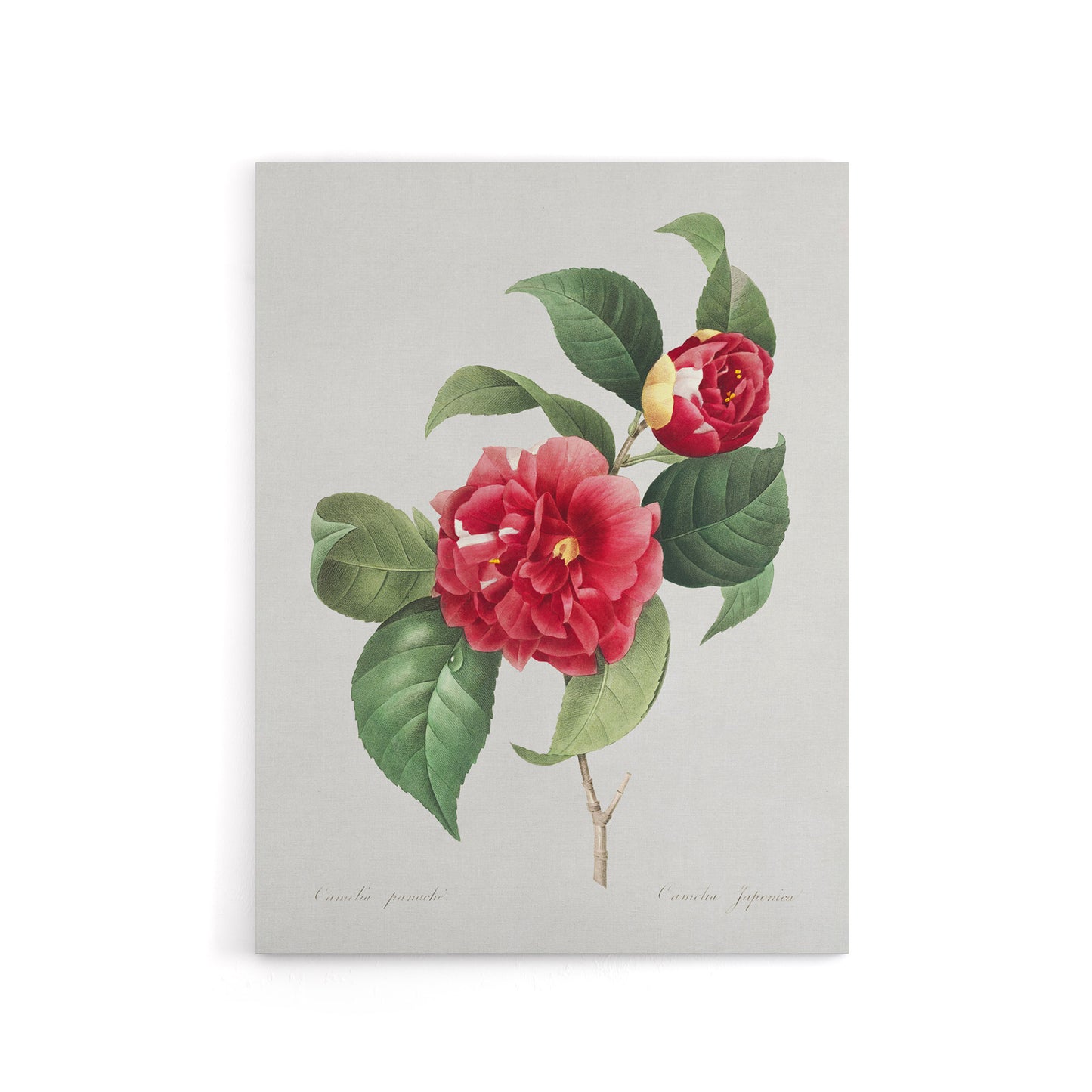 Camelia Floral Illustration Redoute Vintage Canvas Wall Art