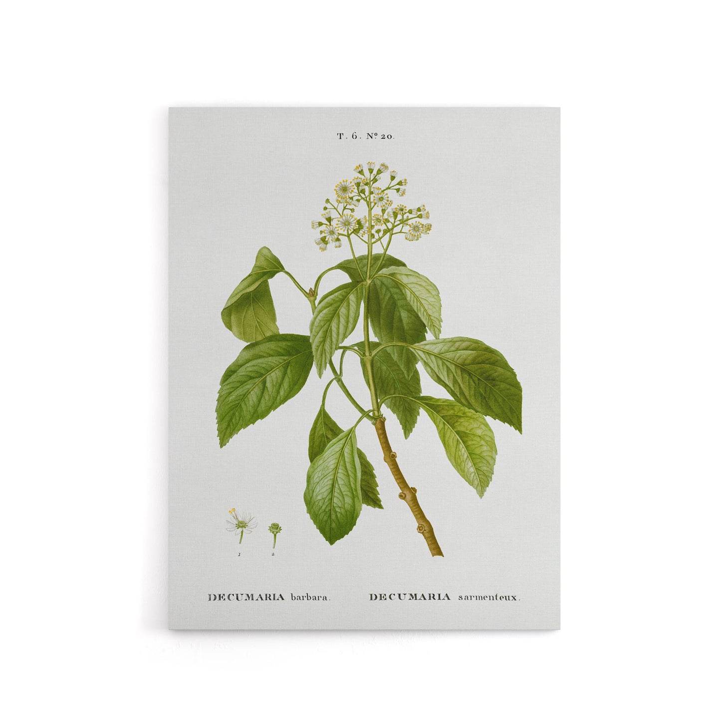Climbing Hydrangea Flowers Redoute Vintage Canvas Wall Art