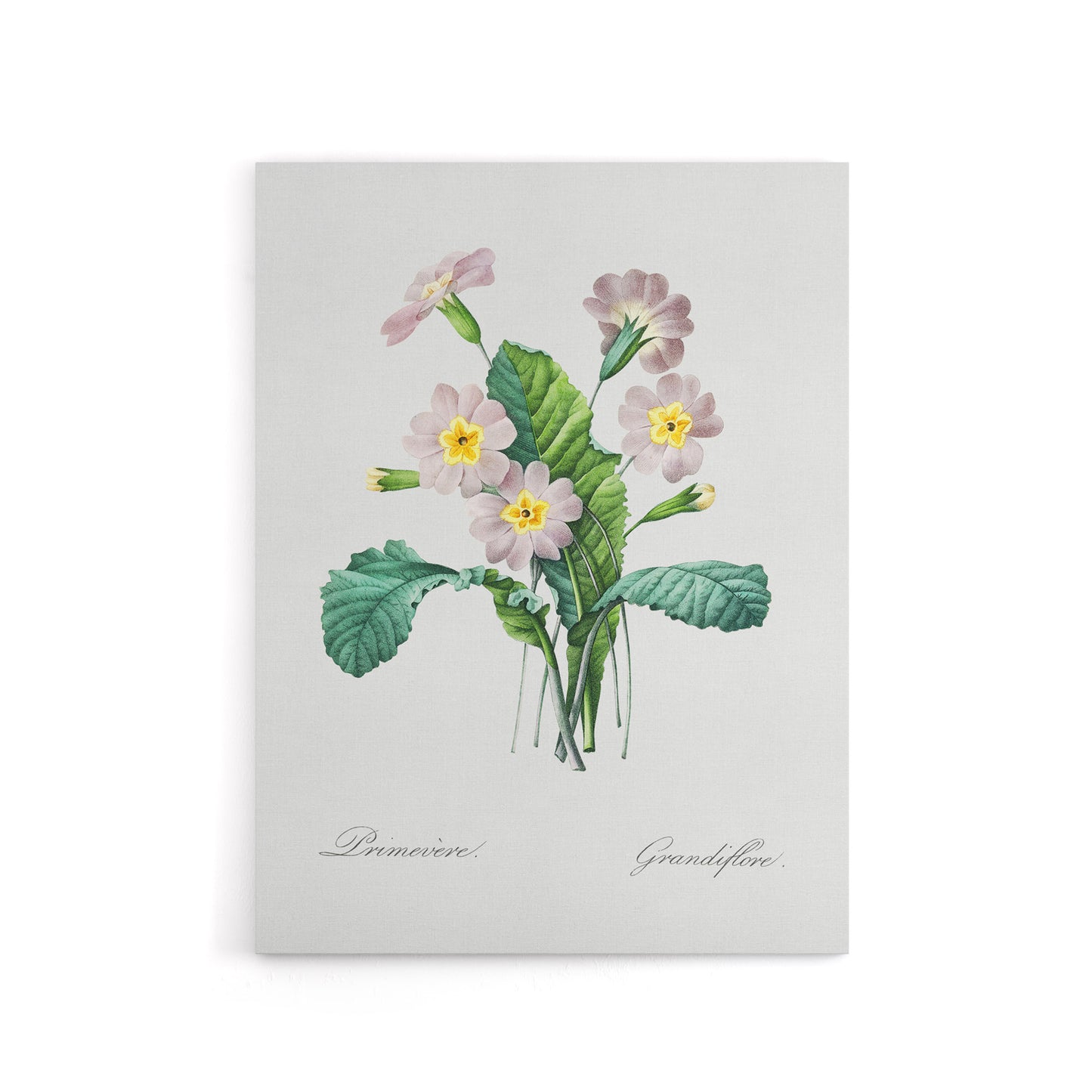 Primrose Floral Illustration Redoute Vintage Canvas Wall Art