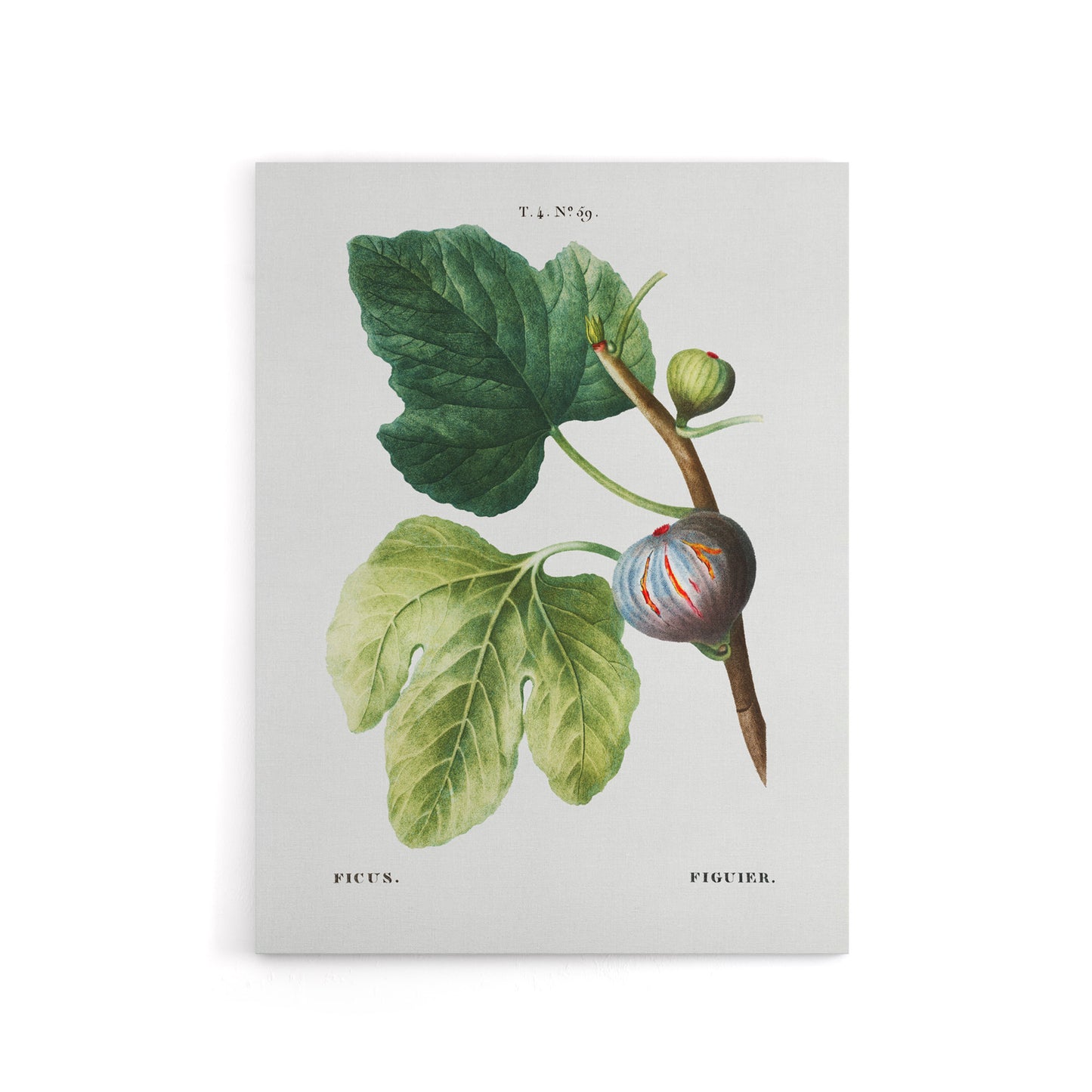 Botanical Ficus Carica Fig Redoute Vintage Canvas Wall Art