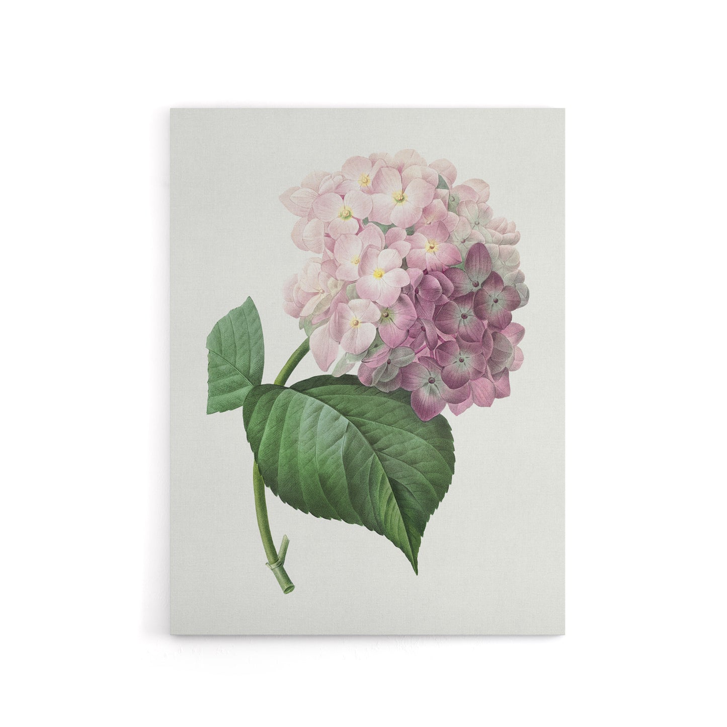 Hydrangea Botanical Illustration Redoute Vintage Canvas Wall Art