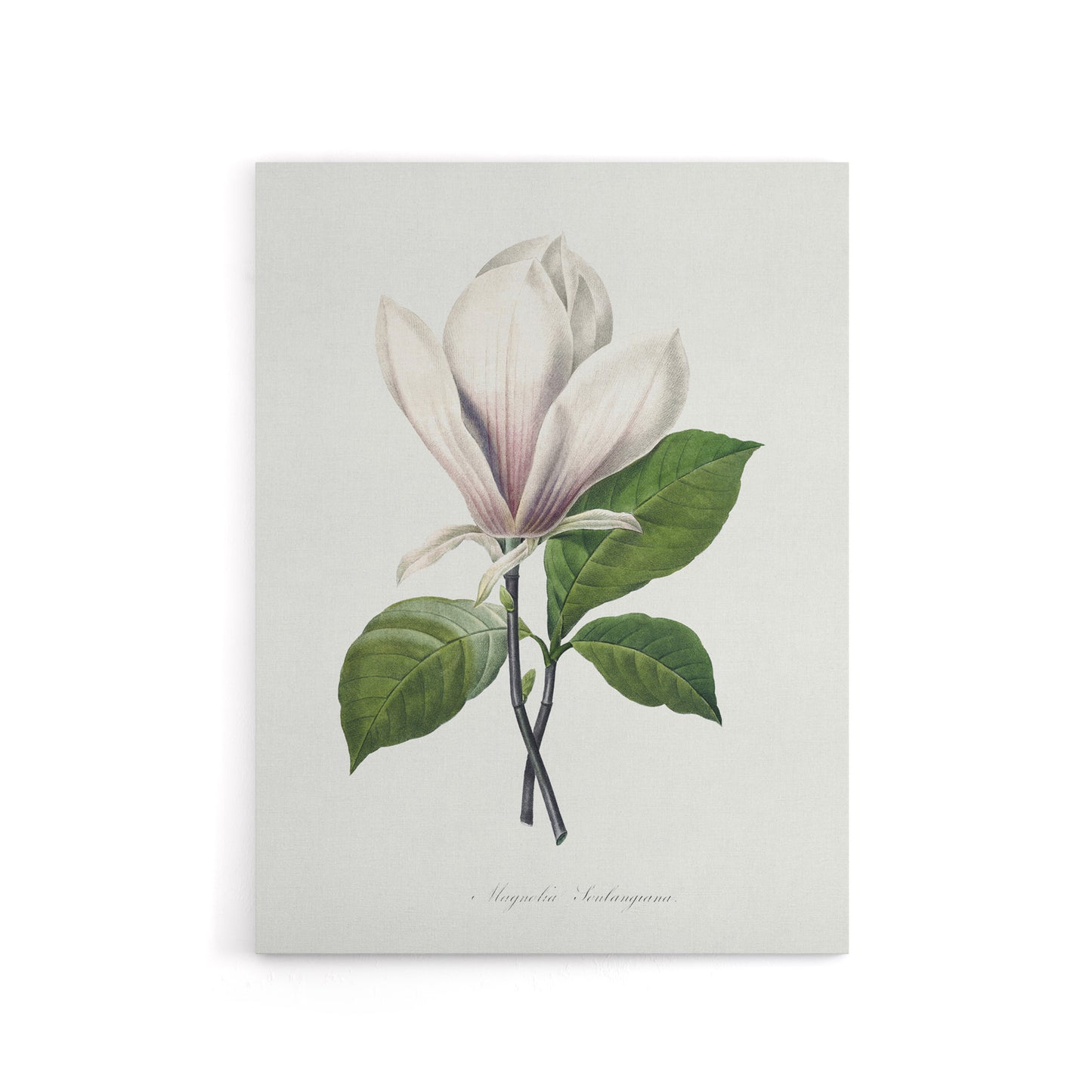 Saucer Magnolia Flower Redoute Vintage Canvas Wall Art